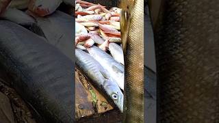 1Big Fish In Vizag | Fishing harbour In Siva Ram #fish #bigfish #vizag #fishingmarket  #sivaram