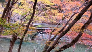 Yajiさんの京都 秋の紅葉 清滝川 遊歩道 ①【Kyoto, Kiyotaki river hiking trail ①】