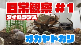 オカヤドカリ日常観察１