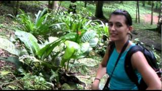 Epiphyte Curiosity