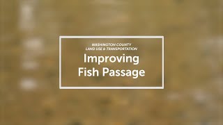 Improving Fish Passage