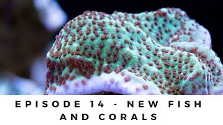 150g Reef Tank: Ep 14 - New Fish and Corals