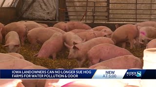 Iowa Supreme Court decision makes it harder for private landowners to sue hog farms