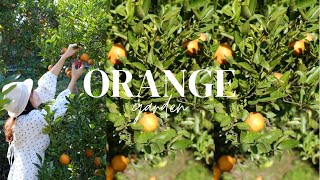 เก็บส้มที่สวนส้มปู่ย่า เชียงใหม่ Orange garden at Chiangmai 🍊🍊