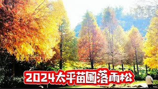 2024太平苗圃落羽松 #落雨松 |台中落羽松景點｜金黃色的落羽松