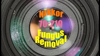 Lens repair :  Nikon 70-210mm : fungus cleaning