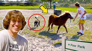 Taking Horse to a Dog Park!
