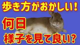 うさぎの歩き方異常【○○日様子を見たら手遅れ】#61　うさぎの病気 Vol.24