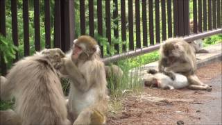 Wild  Monkey　高原の野生猿　　冬毛から夏毛へ