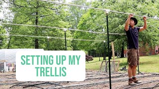 The Daily Grow Ep. 3 [Setting Up A Trellis]