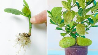 Cách trồng cây mít từ cành trong quả chuối cho người mới bắt đầu | Simple jackfruit tree planting