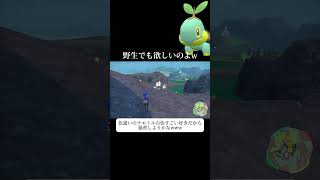 【ポケモンSV】可愛くてかっこいいっていいよね！w #ポケモンsv #ポケットモンスター #ゼロの秘宝 #色違い #色違い厳選 #御三家 #ナエトル #ドダイトス #shorts