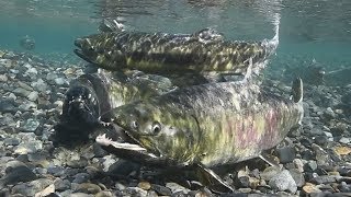 サケの遡上がピーク　岩手・陸前高田市