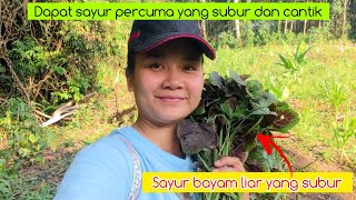 Ambil sayur bayam dan petik cendawan di ladang | sayur percuma di kebun