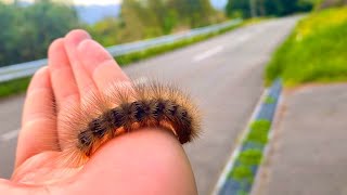 道路を横断しようとする毛虫がいたので。。