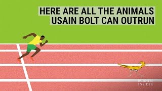 Here are all the animals Usain Bolt can outrun