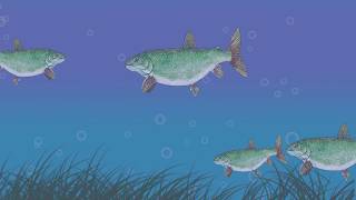 Did you know? Fish Migrate Too!