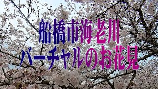 船橋の海老川バーチャルお花見