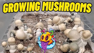 Growing Mushrooms In Unpasteurized Coco Coir