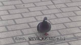 人に慣れすぎた鳩