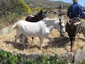 Παραδοσιακό αλώνισμα στο Γιαννισαίο Άνδρου1