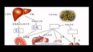 國一生物_恆定性_代謝廢物的排除【莫斯利國中自然科學】【國中生物】