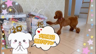 犬用福袋開封！🐾食糧危機に備えて犬用備蓄品紹介✨