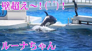 ルーナちゃんサブプールで遊びながらトレーニング!(^^)! 鴨川シーワールド シャチ Kamogawa Sea World