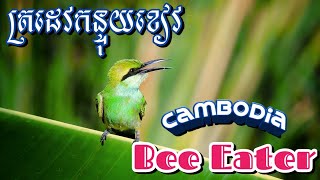 Cambodia - Bee eater | សត្វត្រដេវកន្ទុយខៀវ