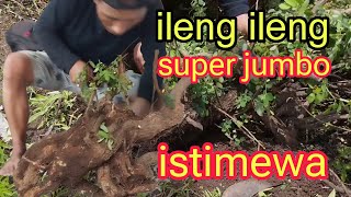 DONGKEL bahan BONSAI iLENG_iLENG super#shortvideo #karakterbonsai #bonsai #youtube #youtubeshorts