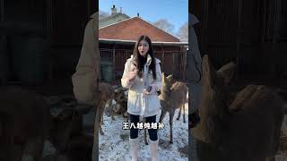 凭什么铁锅炖大鹅，炖点鹿肉不香吗？ 冬天雪地氛围感照片 穿上羽绒服去东北玩雪 梅花鹿