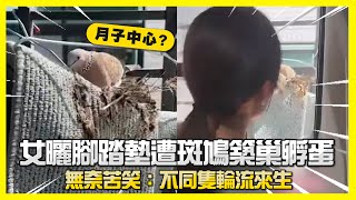 女曬腳踏墊遭斑鳩築巢孵蛋🐣　無奈苦笑：不同隻輪流來生｜月子中心｜鳥類｜可愛動物