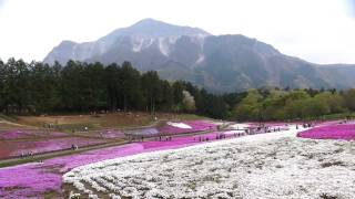 羊山公園　「芝桜の丘」