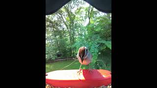 Sir or ma’am how are you going to eat with all of that in your beak? Chipping Sparrow #birdcam #bird