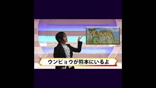 ウンピョウが熊本にいるよ/Umpyo is in Kumamoto