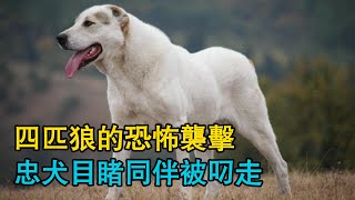 四匹狼的恐怖襲擊，忠犬目睹同伴被叼走，老牧民與哈薩克牧羊犬為伴，在濃霧彌漫的深山放牧