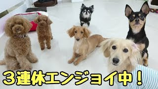 【犬のひみつきち】３連休エンジョイ中！ (ミニチュアダックス・チワピン・トイプードル・チワワ)【24時間対応】11月4日