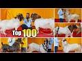 Top 100 Andul Goats of MD Goat Farm Mumbai - Ep 3