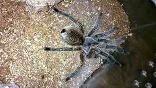 Grammostola porteri Care and Set Up