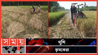 লক্ষ্মীপুরে আমন ধানের বাম্পার ফলন | Amon Paddy | Lakshmipur News | Somoy TV