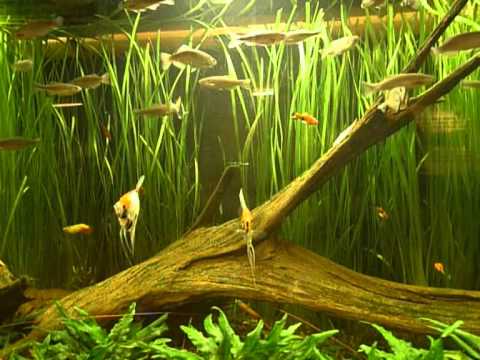 18ftbarcounter Youtube