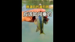 降温后溪石斑到底能不能钓？能钓又该如何垂钓呢？看完视频对你可能有很大帮助#溪流钓 #溪石斑 #钓溪石斑鱼的方法和技巧 #降温后的溪石斑垂钓方法