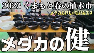 【メダカの健】2023くまもと春の植木市‼️‼️貴重なメダカブースをご紹介‼️