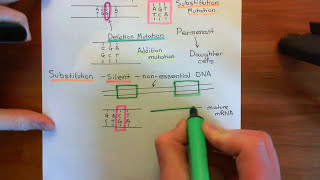Types of Mutations Part 2