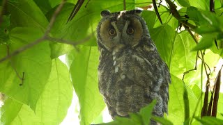 Northern Long-eared Owl -  Waldohreule -  Asio otus