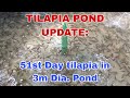 51st day ng aming 1st batch tilapia sa concrete pond