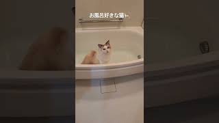 【お風呂好きなラグドール】#cat#猫