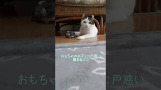 ネズミちゃんを追いかけない猫。 #shorts #cat#猫