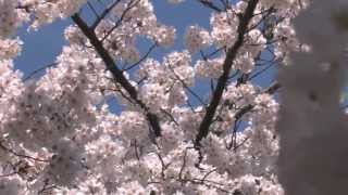Relaxing music - Cherry blossoms and traditional classic music of Japan
