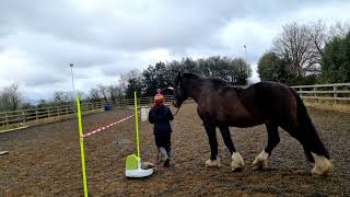 The International Horse Agility Club. Tricia Gough 2921/11/21 with Henry P4193H.